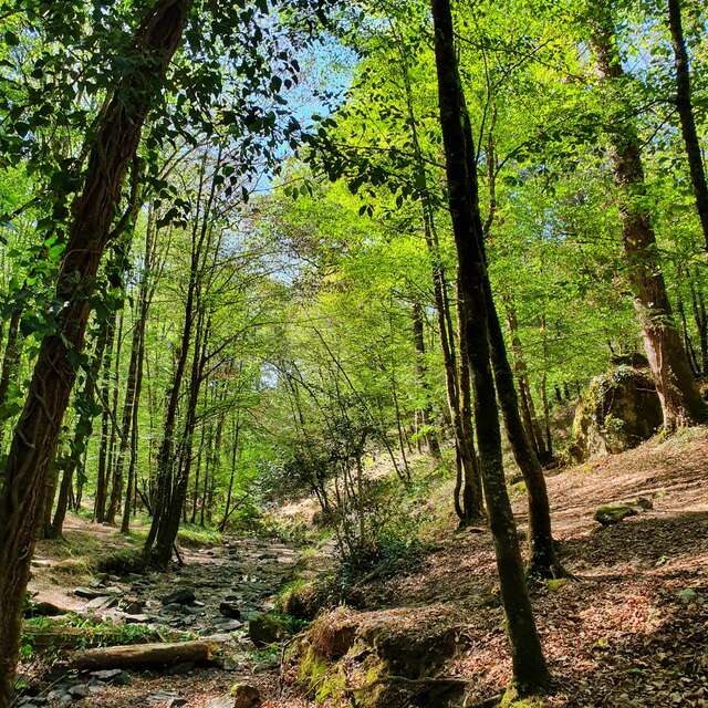 Les secrets de la forêt