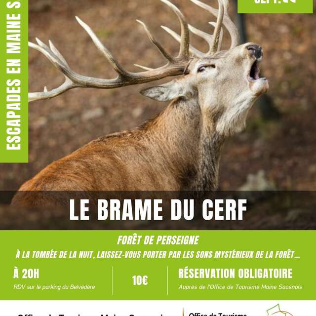 Escapades en Maine Saosnois - Le brame du cerf