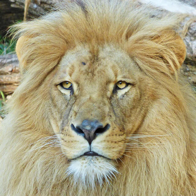 Natur'Zoo de Mervent