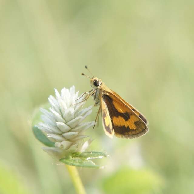 Animation nature - Attrapez-les tous !
