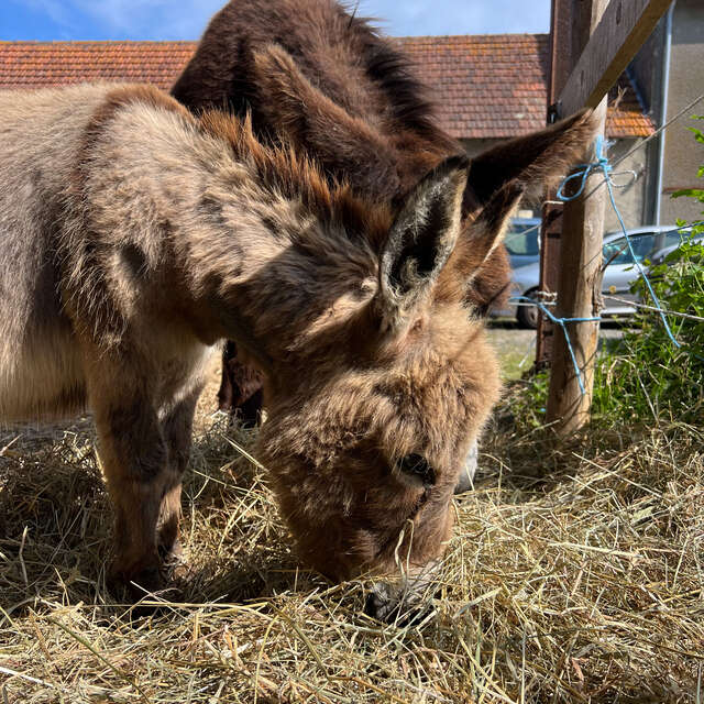 L'ÂNE RIT D'ELODIE