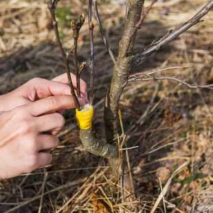 Formation à la greffe des arbres fruitiers