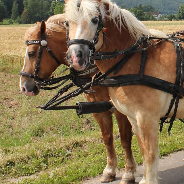 BALADE EN CALECHE