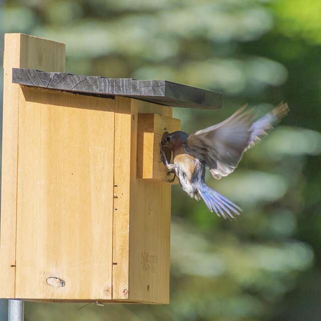 [Atelier Nature] À vos nichoirs ! Atelier familial à Offranville