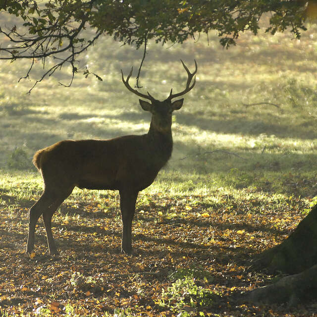 Opération forêt propre et animations avec l'ONF - Forêt en scène