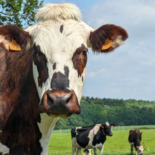 Rando guidée : Visite de ferme