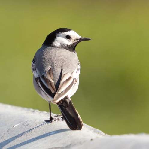 Rando guidée : Balade ornithologique