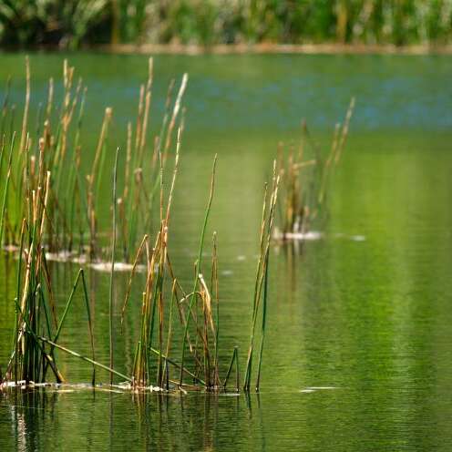 Rando guidée : L'eau, de la mare au bassin