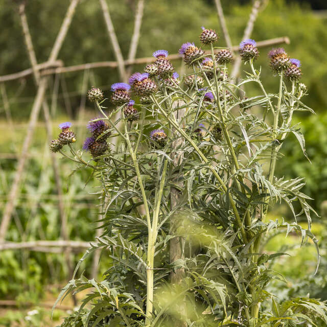Atelier adultes : soigner le potager au naturel