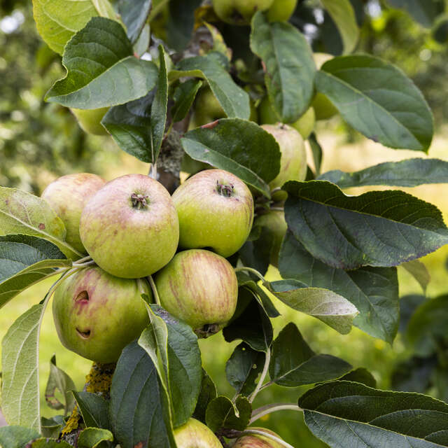 Visite - L'art des fruitiers dans les jardins de l'abbaye