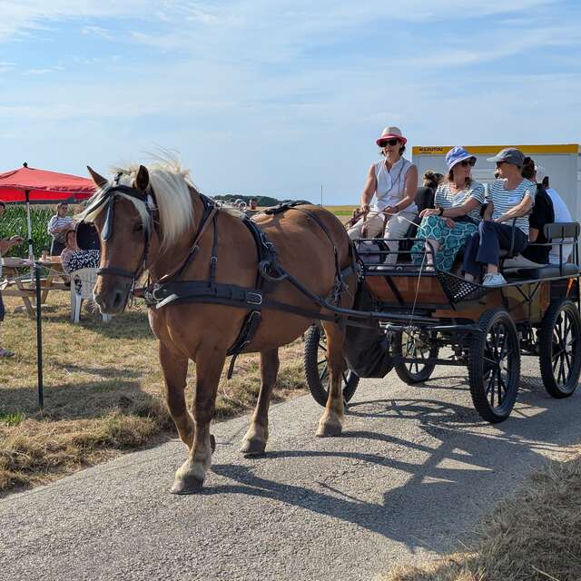 ANIMATIONS - Les mercredis après-midi au Labyrinthe des Dalles