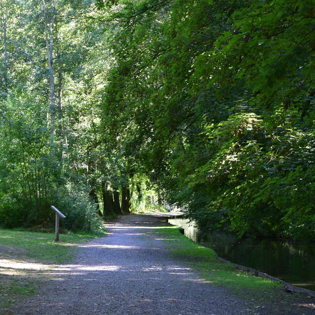 Qi gong et énergie des arbres