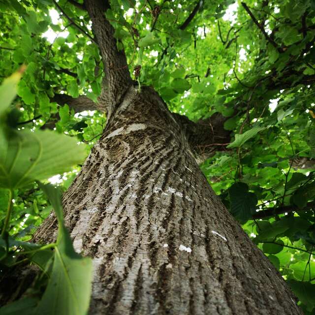 Balade de pleine conscience « reconnexion à la nature »