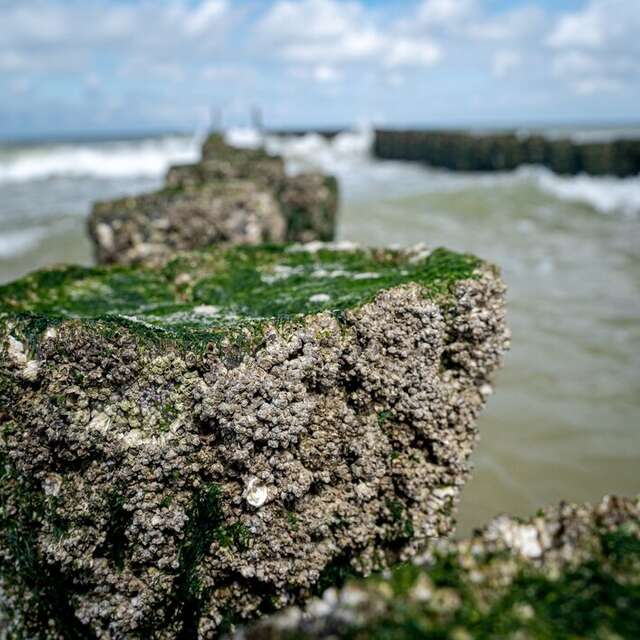 [Sortie nature] Le Port de Dieppe
