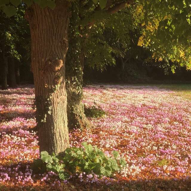 Promenade, les cyclamens du Manoir de Villers