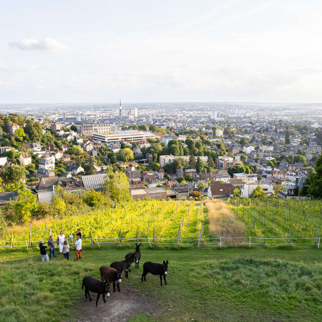 Découverte des vignes rouennaises