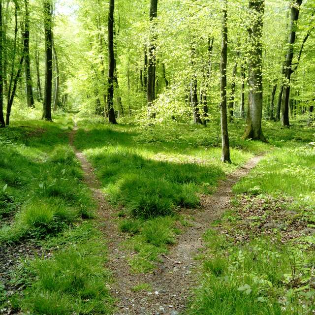 [Animations] Rallye Nature en forêt d'Arques