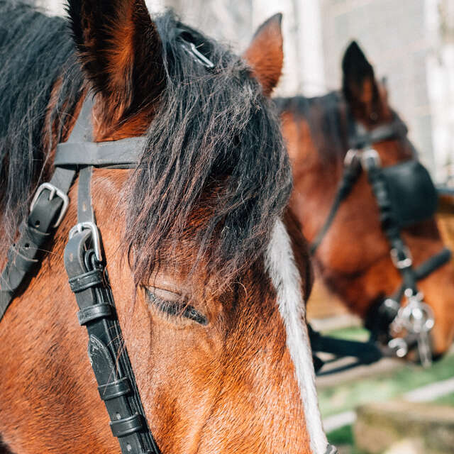 La Calèche de Noël accompagnée du Père Noël