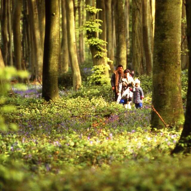 Tous en forêt