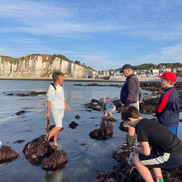 ATELIER - Découverte algues du littoral avec Alyferm