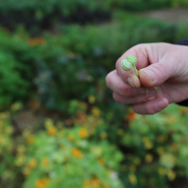 Atelier adultes : soigner le potager au naturel