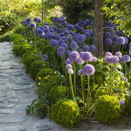 Le Jardin Agapanthe