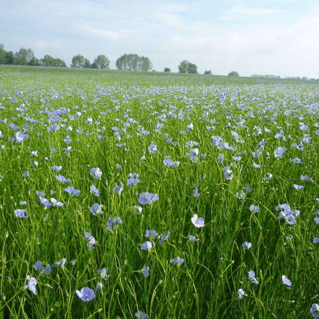 Randonnée apéro au coeur des champs de lin