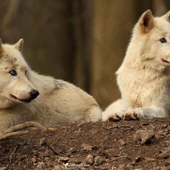 Le Temple des loups