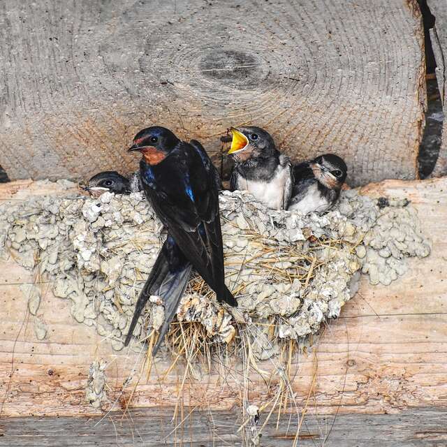 [Sortie Nature] La vie sauvage des bâtiments