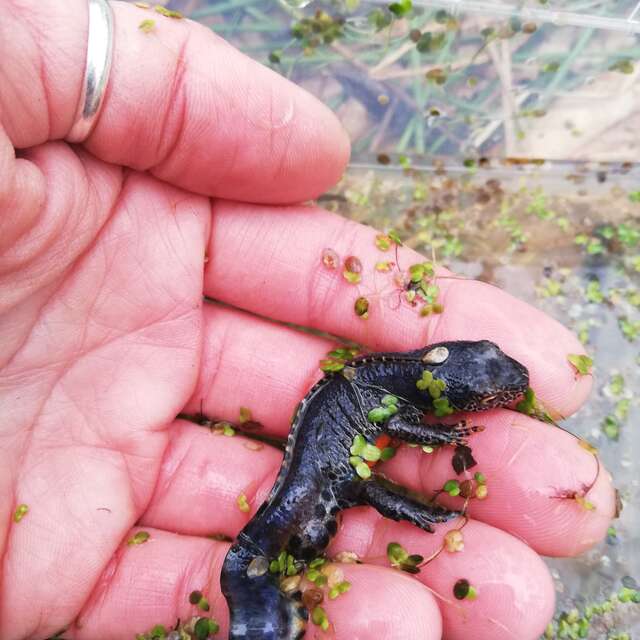 [Ateliers familles] Découverte de la mare