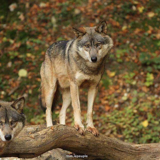 Nocturne des loups