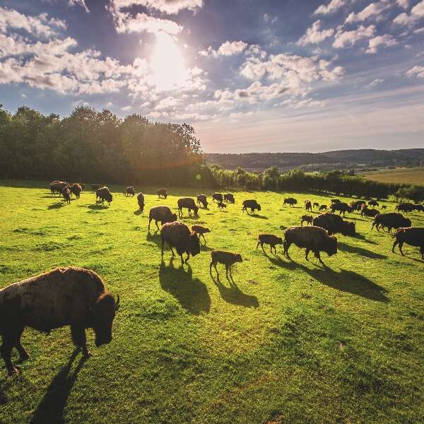 Rêve de Bisons