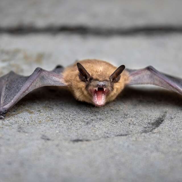 [Animation thématique] Nuit de la chauve-souris