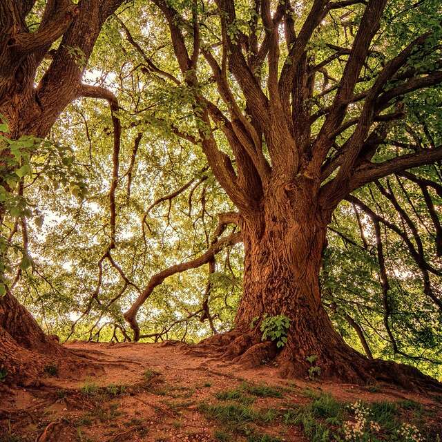 [Balade nature] Balade contée au Bois de Bernouville