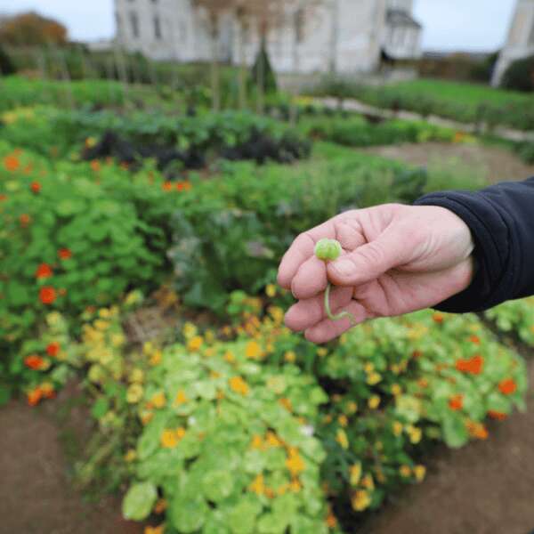Conseils de jardinage