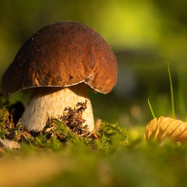 [Sortie nature] Découverte des Champignons
