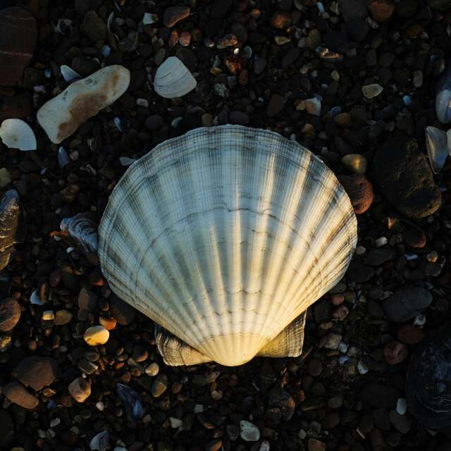Petite Fabrique : "Coquillages en pagaille !"