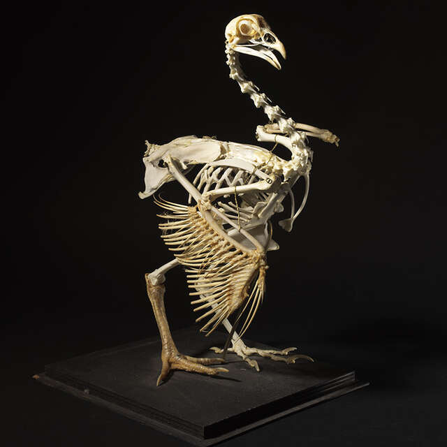 Exposition - Des dinosaures aux oiseaux