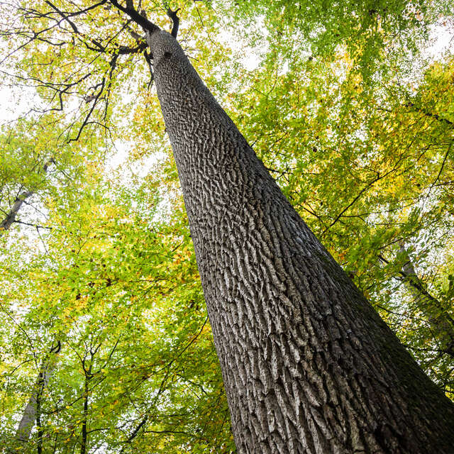 Chasse au trésor "À la poursuite du temps caché" à Carnuta et en forêt de Bercé