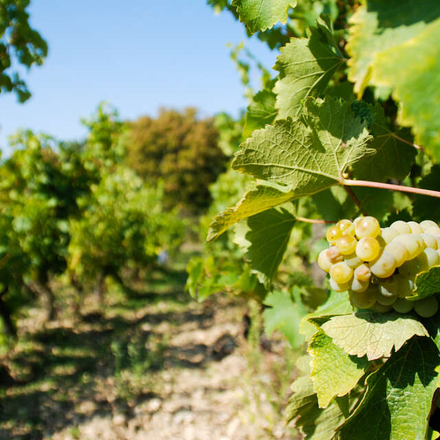 Domaine viticole les vignes de l'Ange Vin