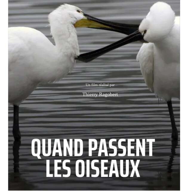 Quand passent les oiseaux ?