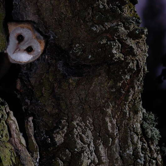 Balade guidée à Fontenay-le-Comte : Faune nocturne et patrimoine historique