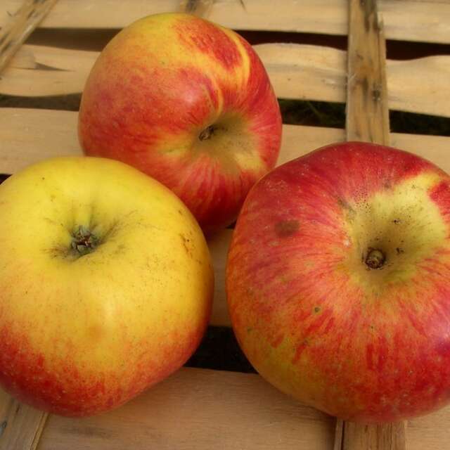 COOPÉRATIVE LA REINETTE FRUITIÈRE