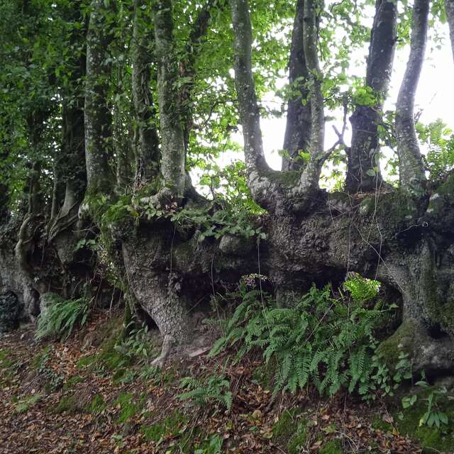 SENTIER DU MONT DU SAULE