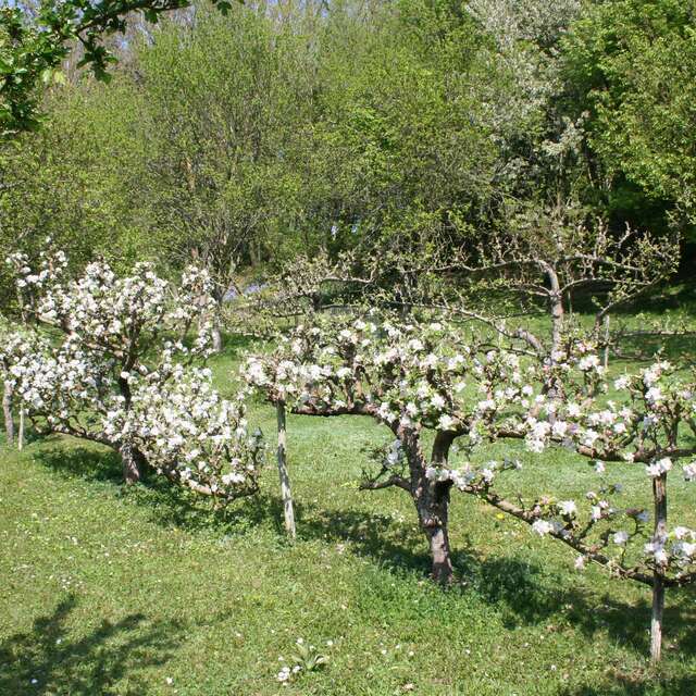 Arboretum du Tuffeau