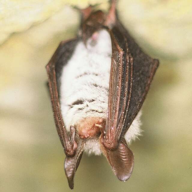 Coteau et prairies des Caforts