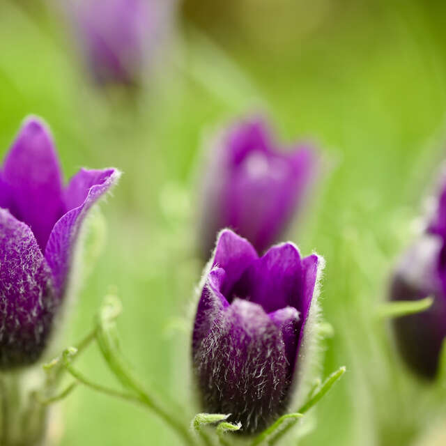 Balade en vallée du Rutin à la découverte des Anémones pulsatilles