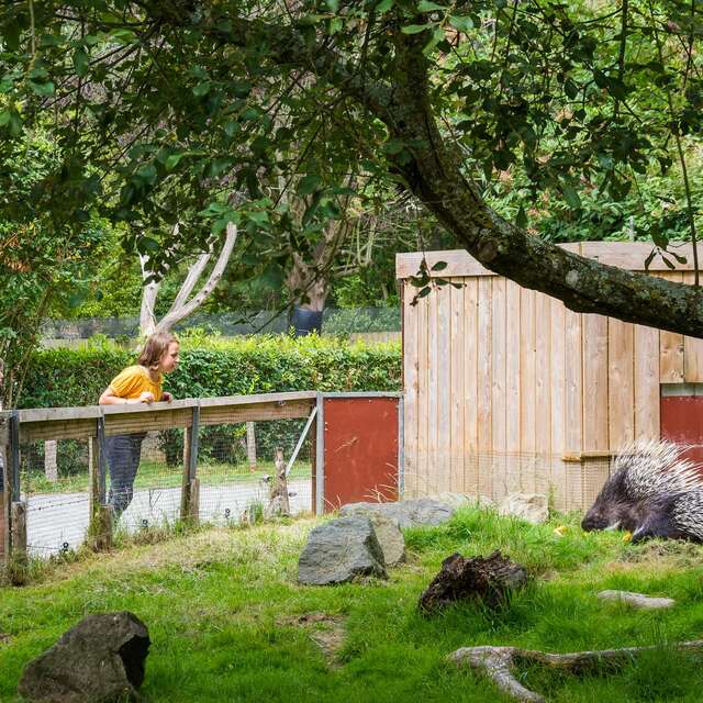 Spaycific'Zoo / Zoodéfis