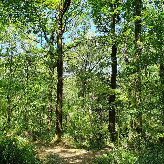 CIRCUIT VTT N°6 - LA BALINGUE