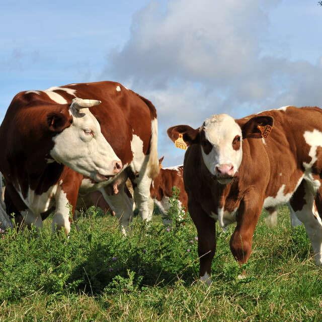 62ème Concours d'animaux de viande